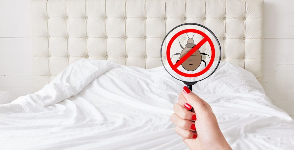 bed bug heat treatment