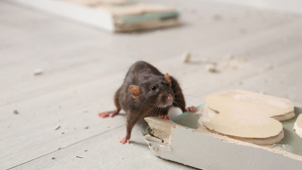 Rodent chewing a board